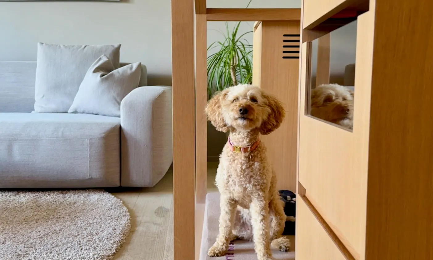Hund in einem der Körbchen der Wow Suite des Hotels Wasnerin in Österreich