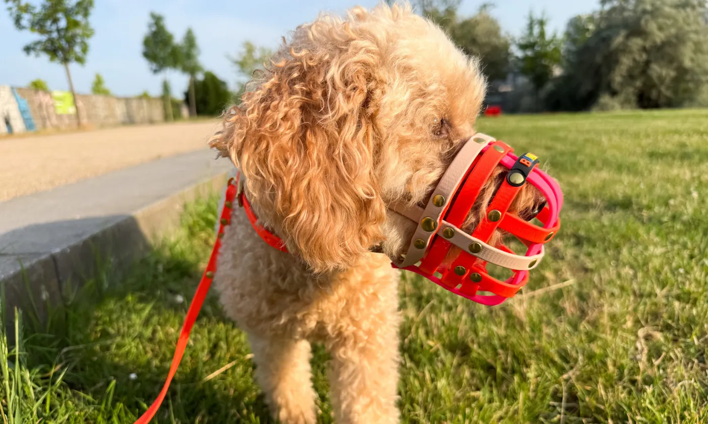 Mini Goldendoodle mit Biothane Maulkorb