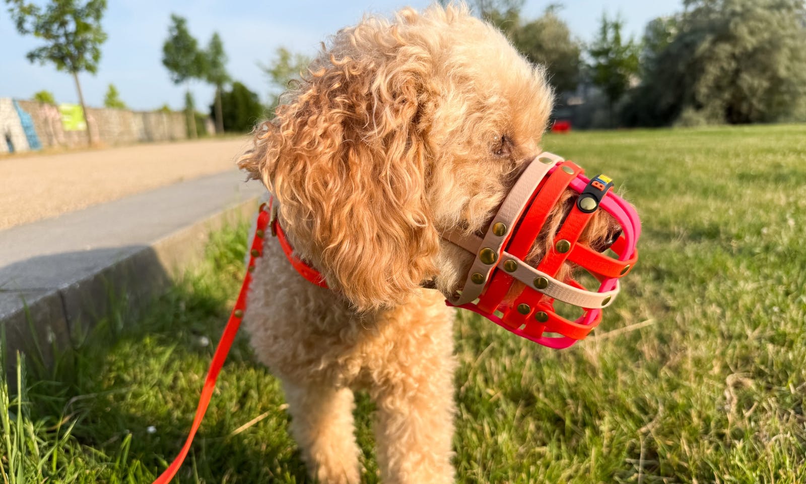 Goldendoodle mit Biothane Maulkorb