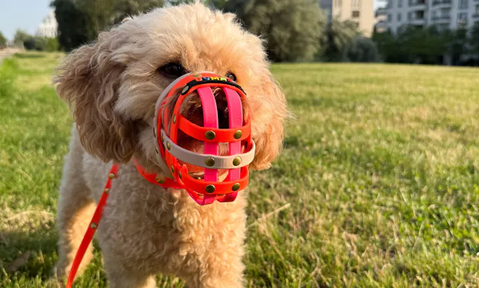 Hund mit einem Bumas Maulkorb steht auf einer Wiese