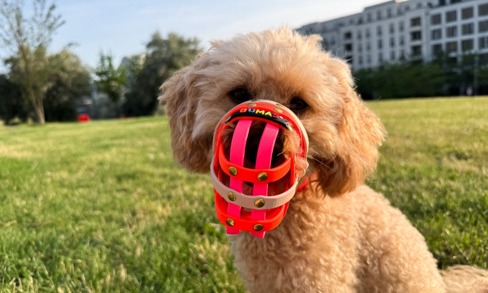 Java mit langem Fell und dem Maulkorb