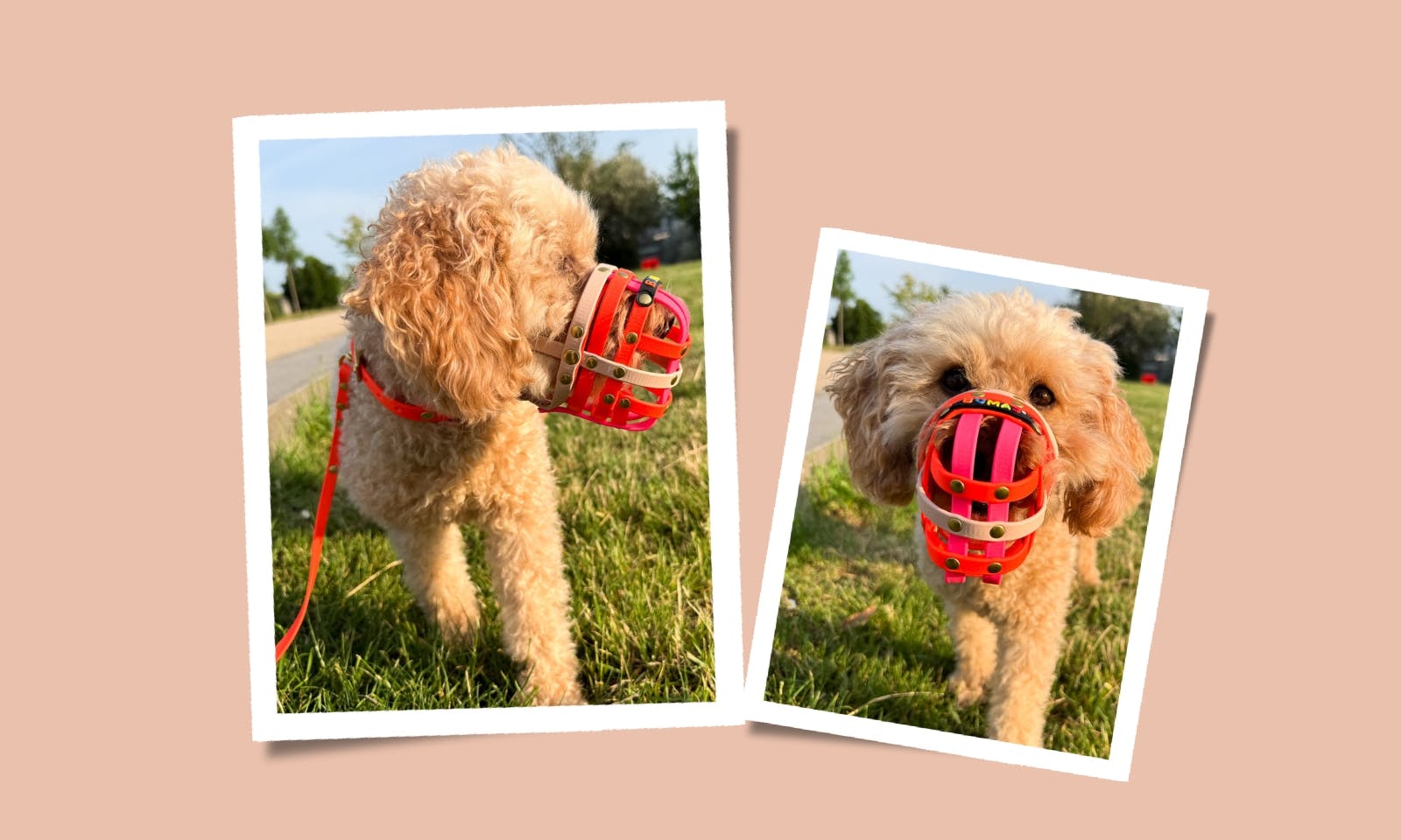 Pudelmischling mit buntem Maulkorb