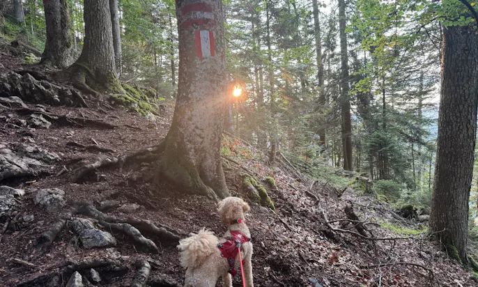 Wanderpfad mit Wurzeln im steirischen Wald