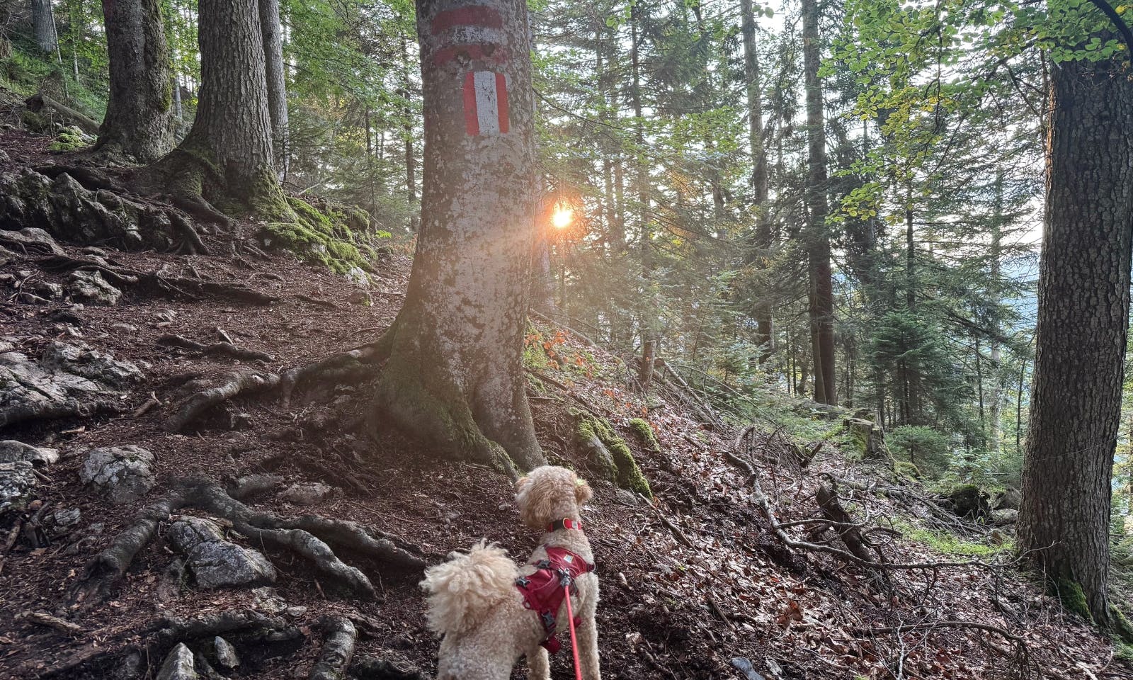 Wanderpfad mit Wurzeln im steirischen Wald