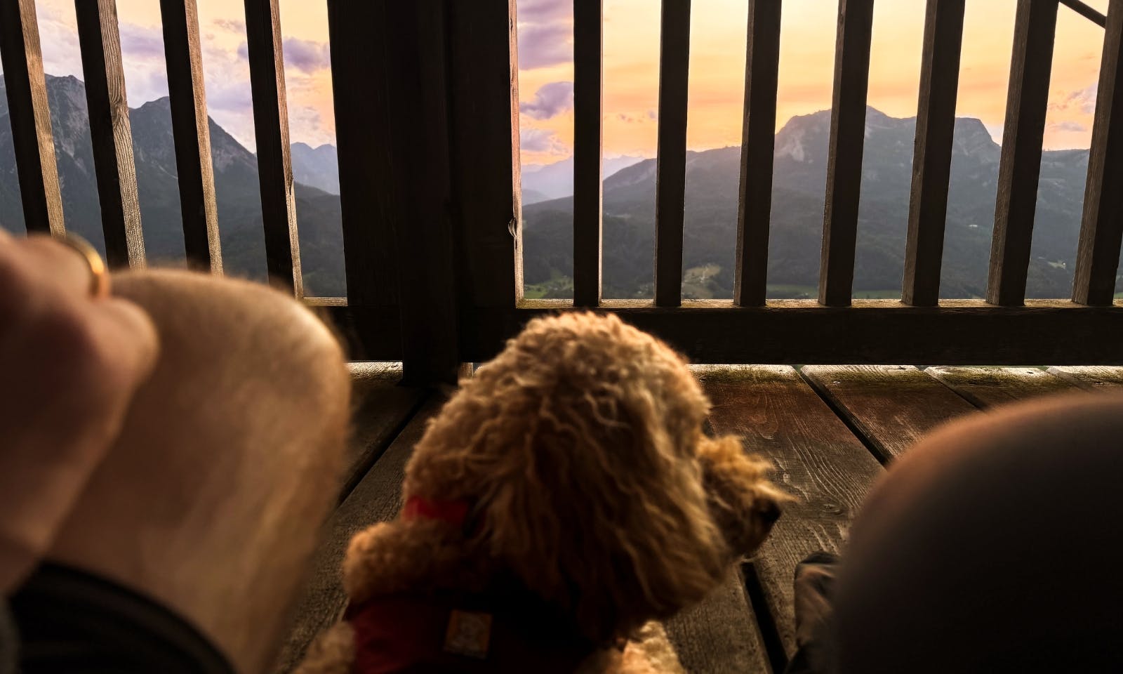 Hund sitzt auf der obersten Plattform der Warte