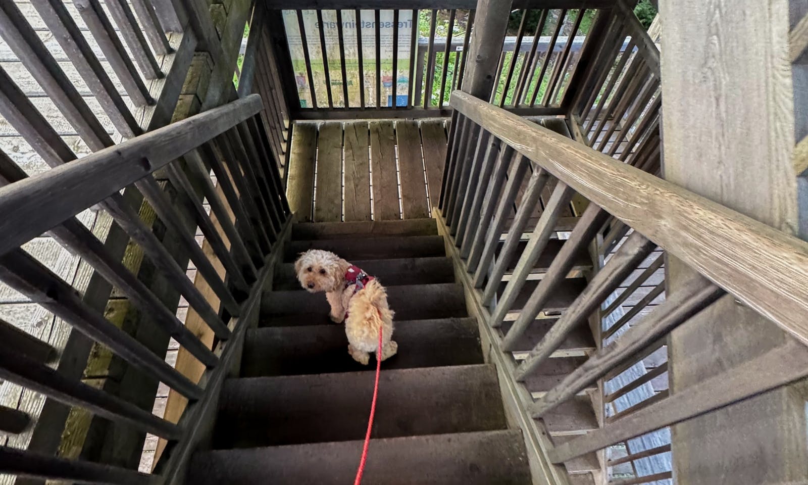 Holztreppe im Inneren der Tressensteinwarte