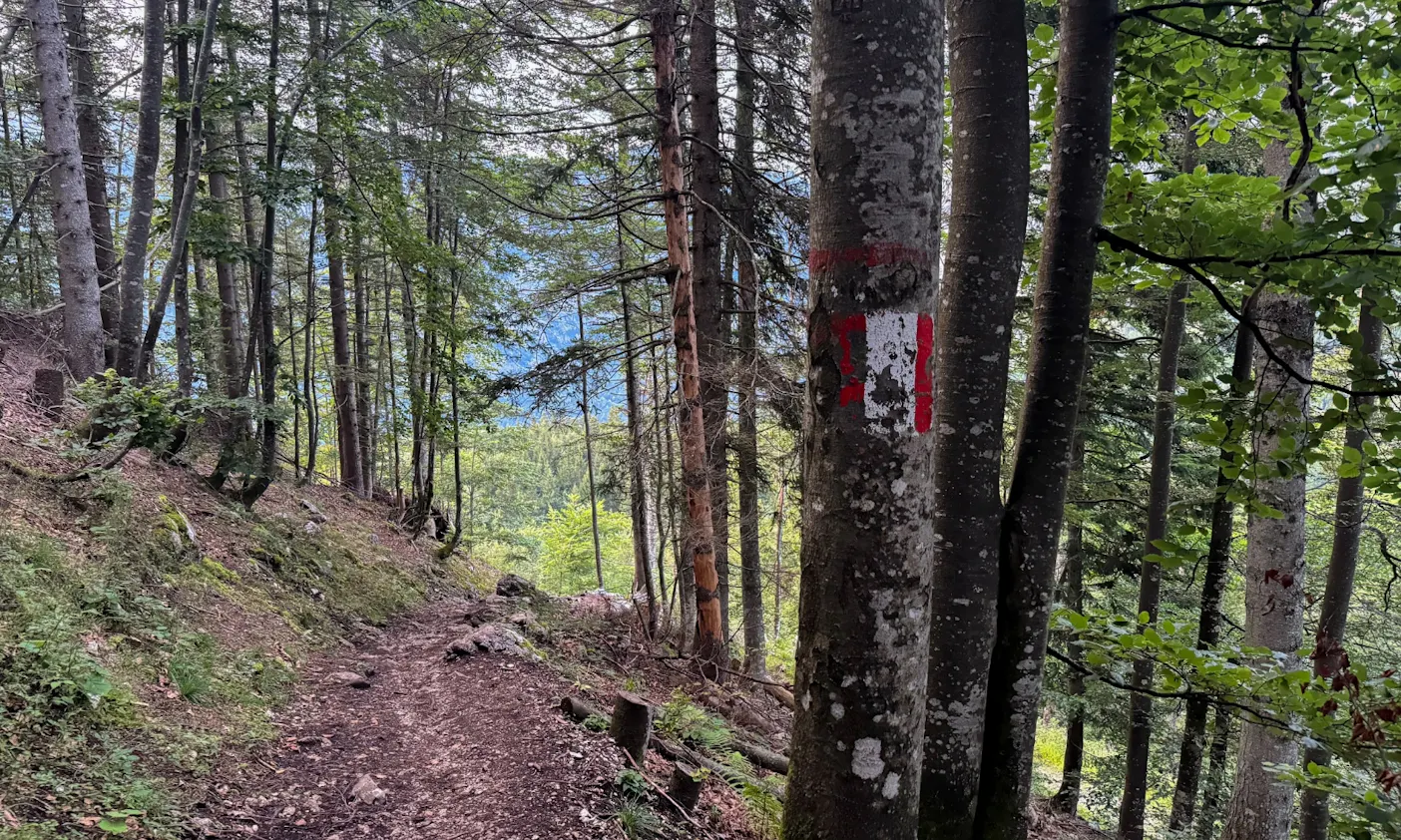 Wanderpfad mit Wurzeln im steirischen Wald