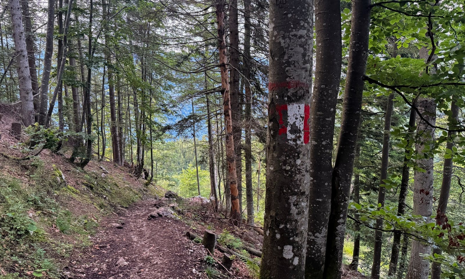 Wanderpfad mit Wurzeln im steirischen Wald