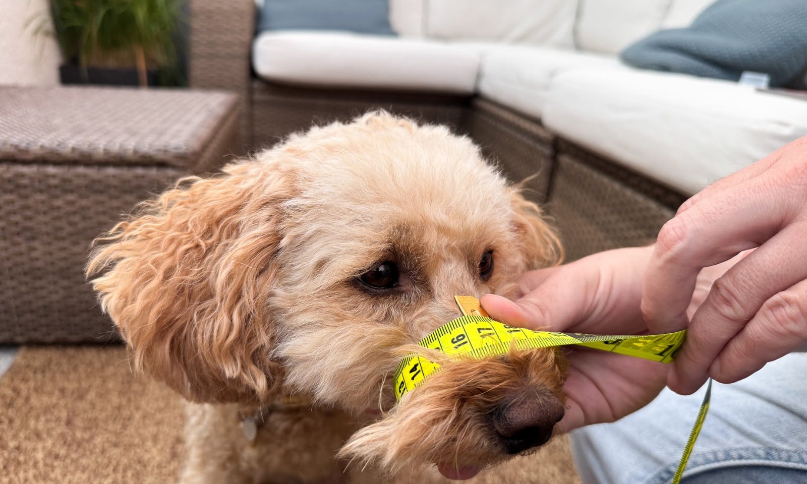 Schnauzenumfang richtig messen