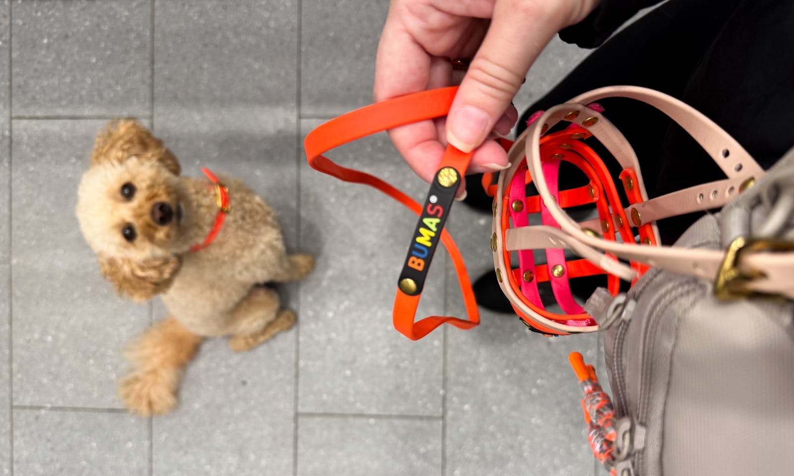 Hund sitzt vor seinem Frauchen und schaut eine Bumas Leine und Maulkorb