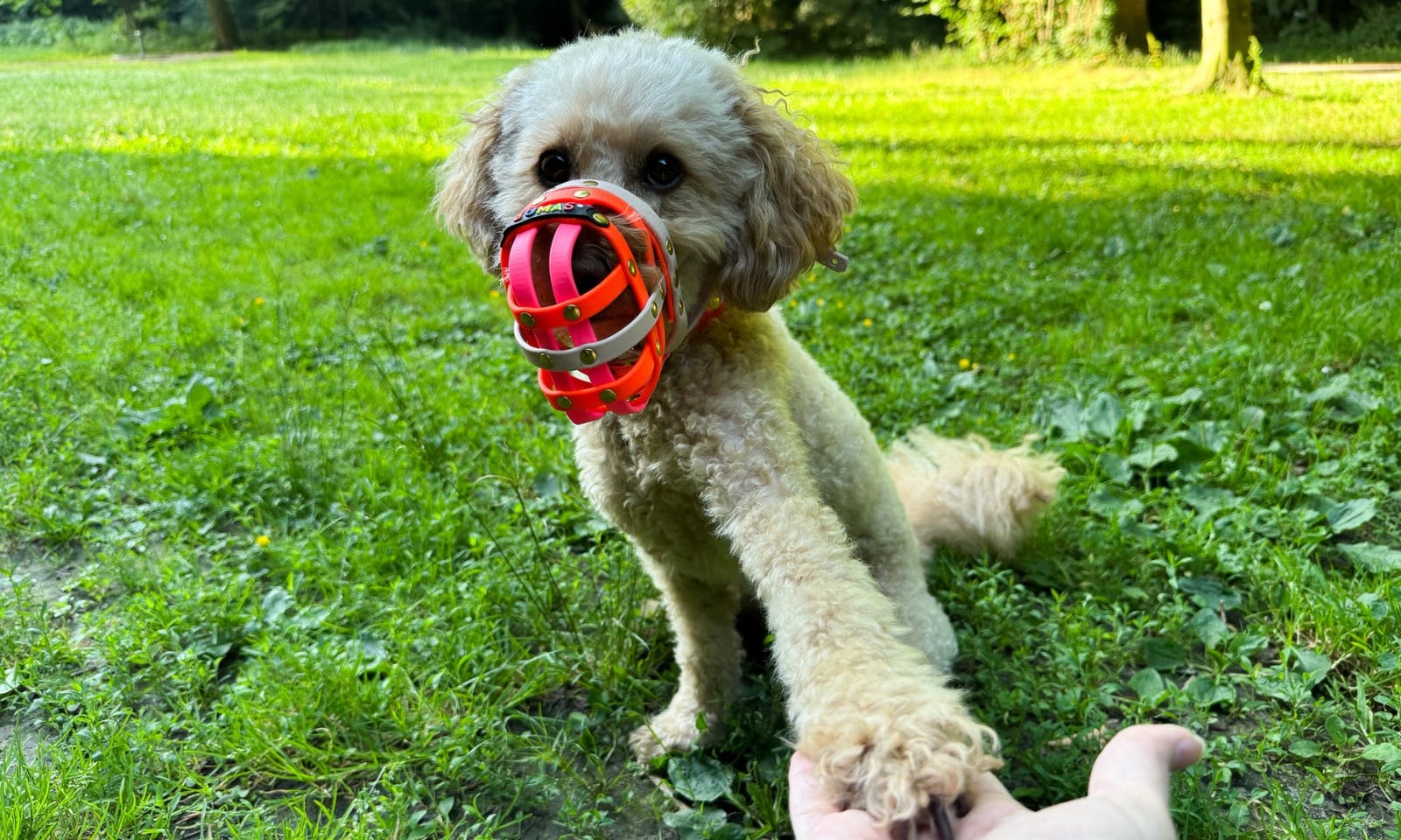 Maulkorbtraining mit Goldendoodle