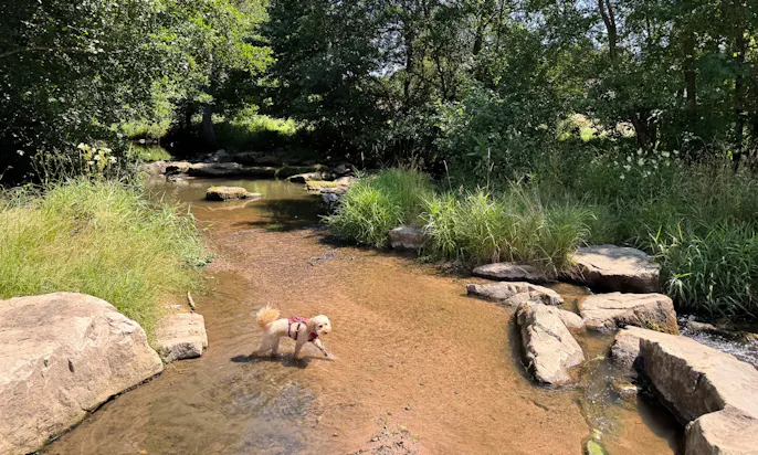 Goldendoodle steht im Wasser der Thulba