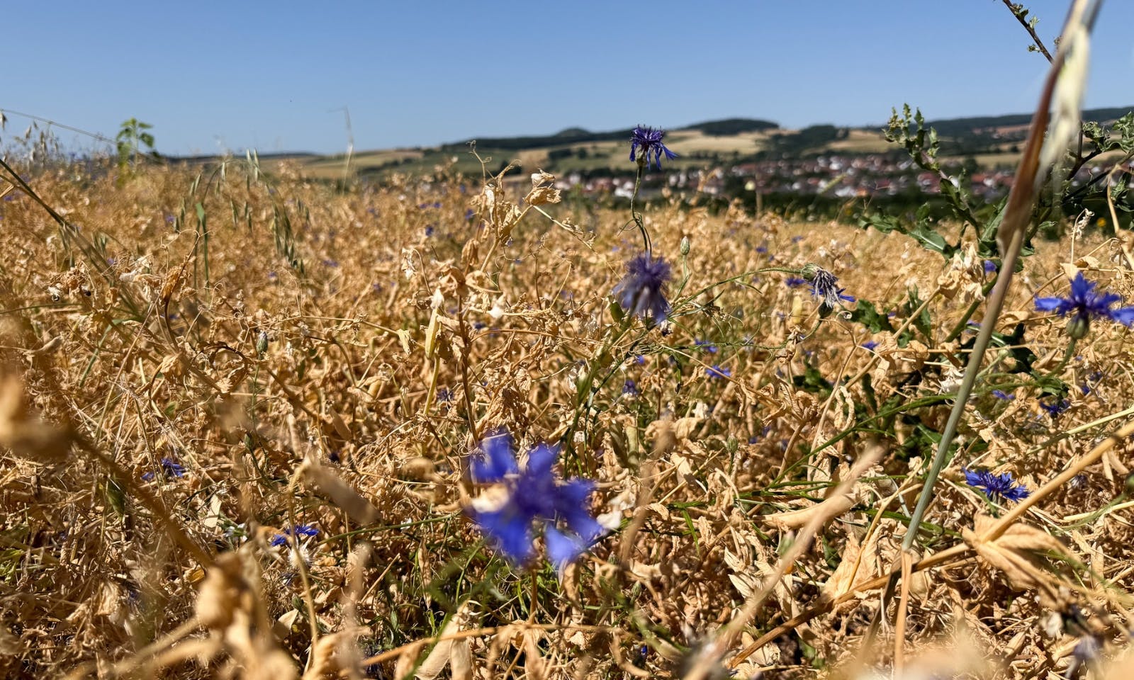 Ein ausgetrocknetes Feld in Rhön