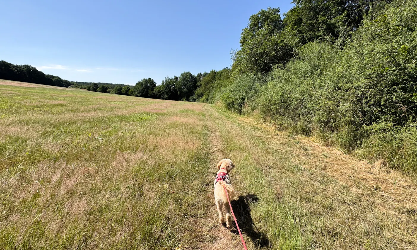 Wandern mit Hund in der Rhön