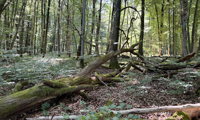 Ein Wald mit auf dem Boden liegenden Bäumen in Rhön