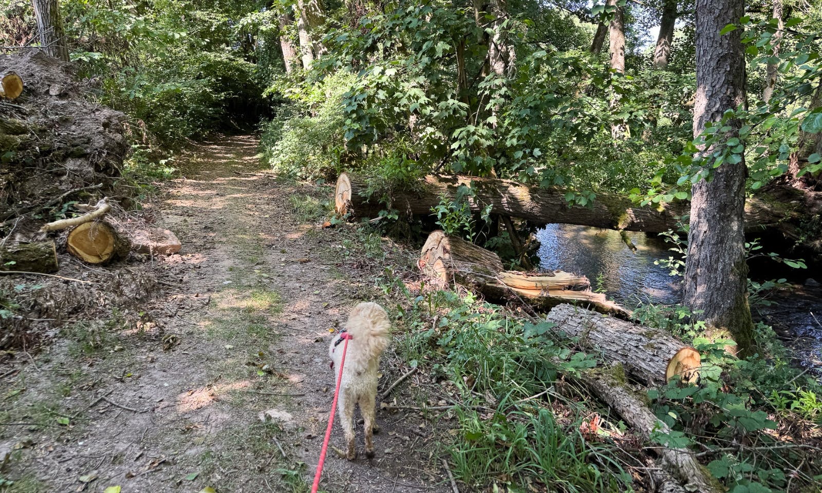 Hund auf einem Wanderweg an der Thulba in Rhön