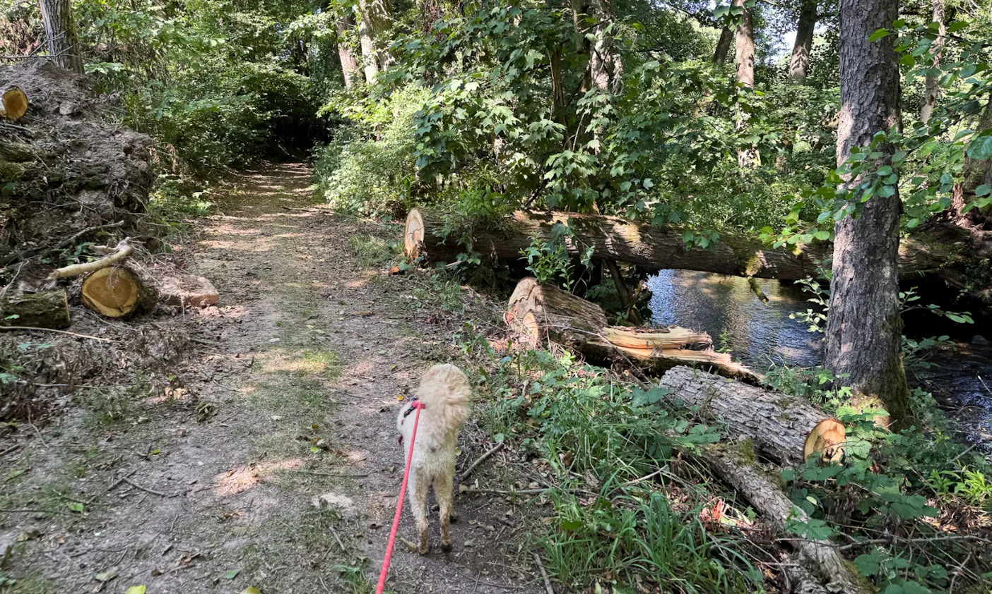 Hund auf einem Wanderweg an der Thulba in Rhön