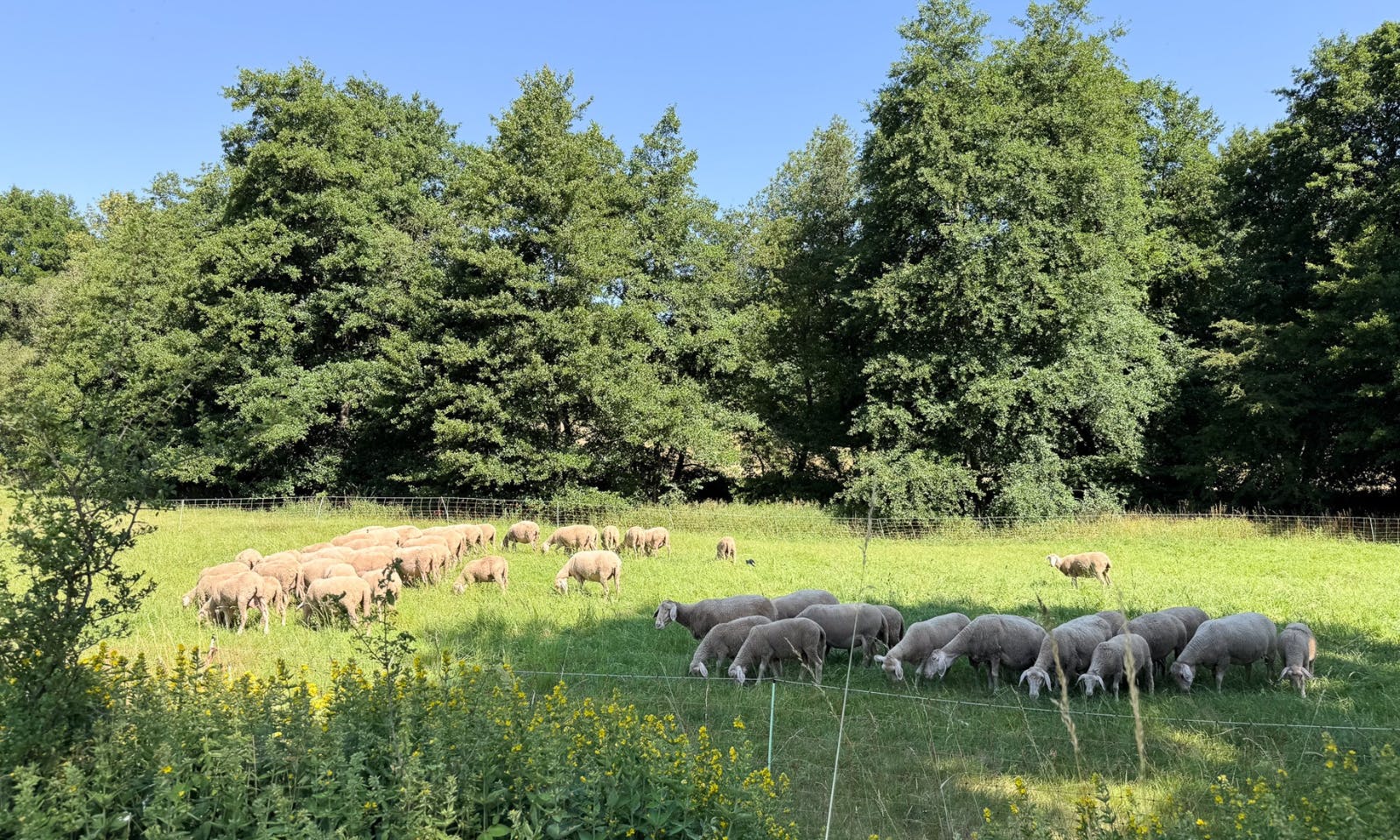 Eine Herde von Schafen auf einer Wiese