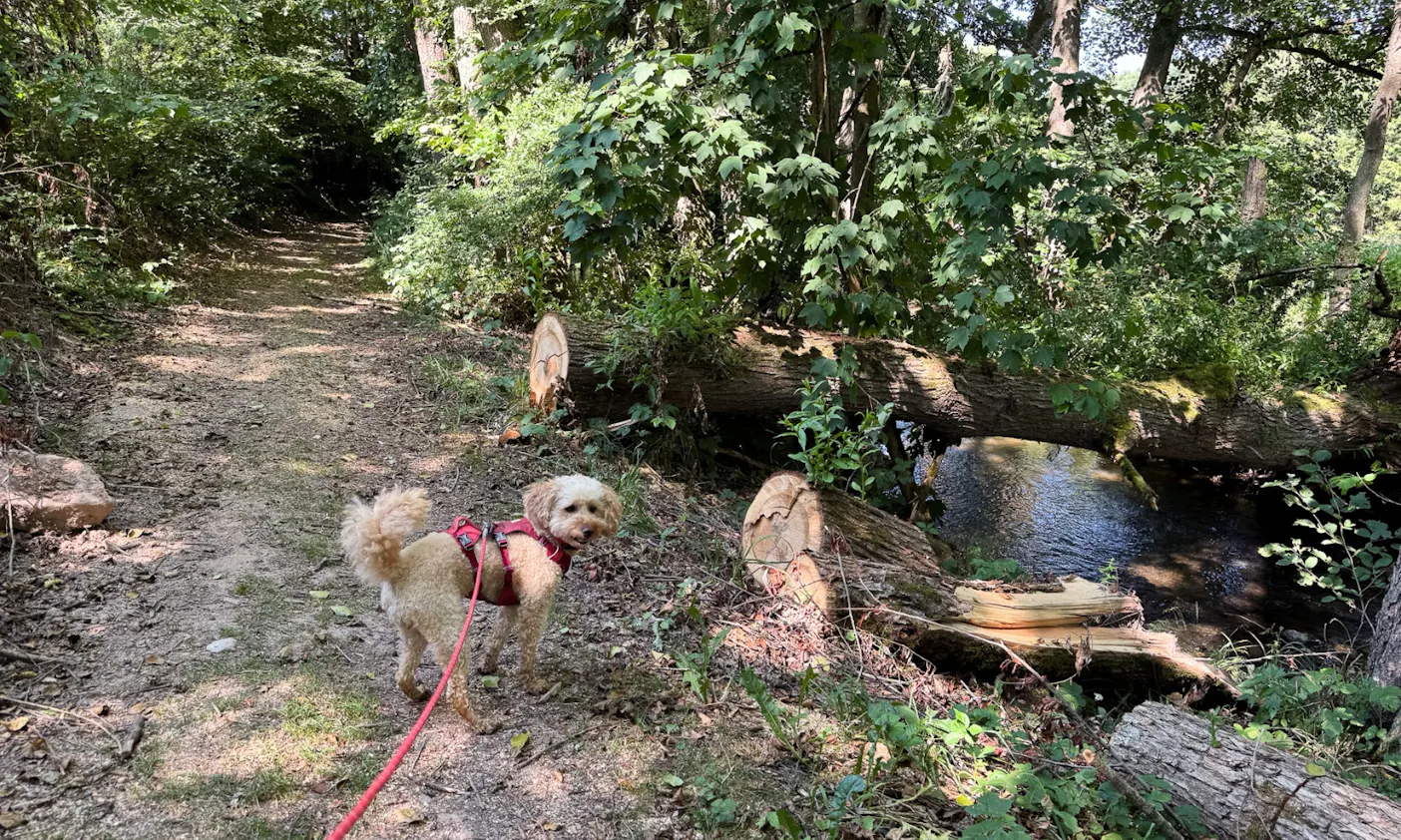 Hund mit nassem Fell in der Rhön