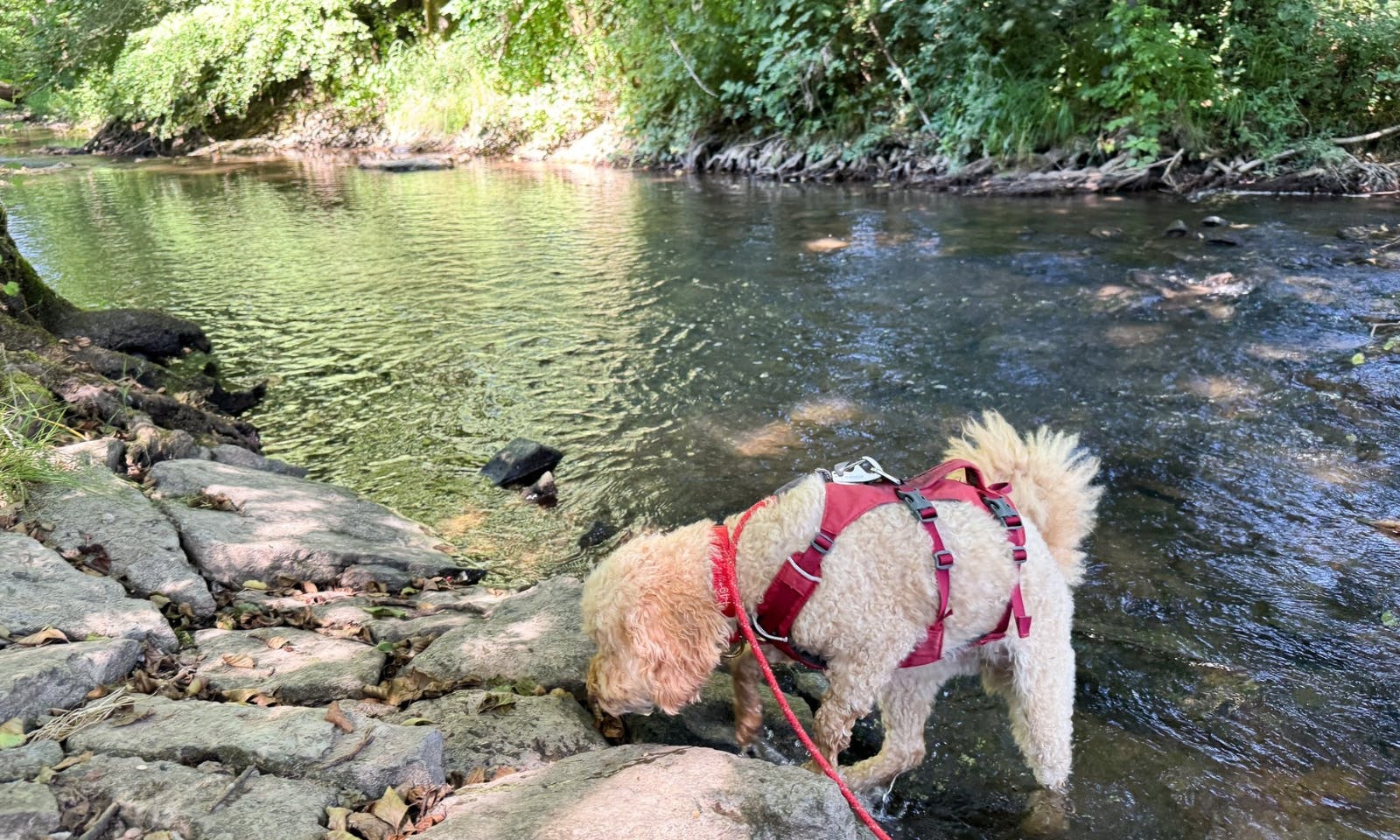 Hund badet in der Thulba in Röhn