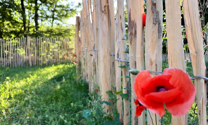 Eine Blume im Garten des DOGGIA Tiny Houses