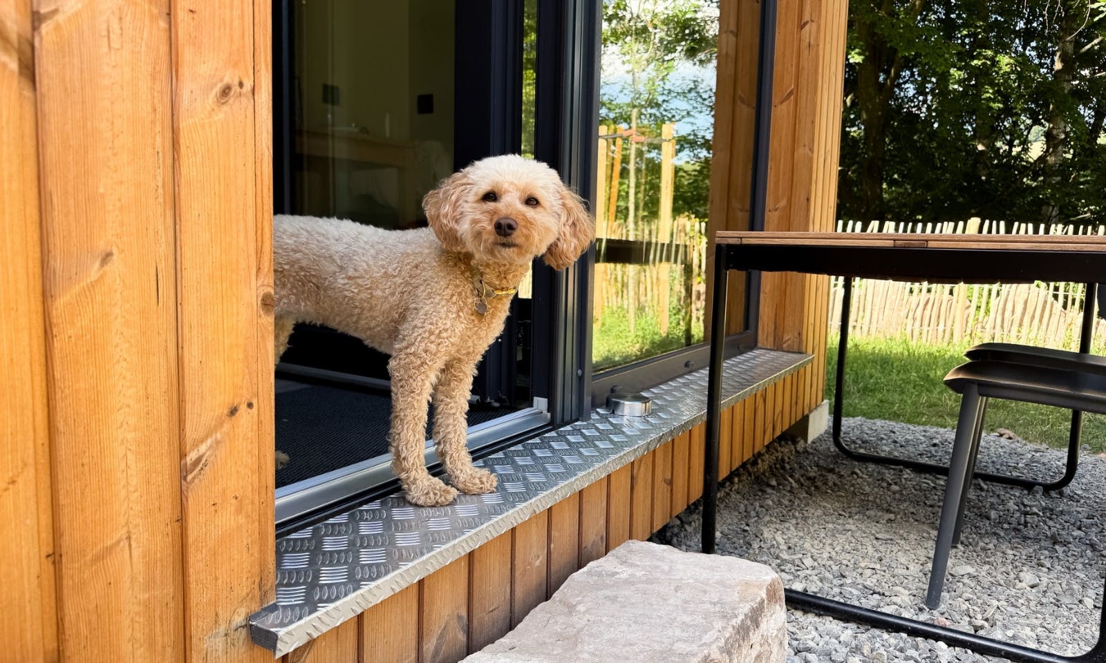 Hund guckt aus einer Doggia Unterkunft