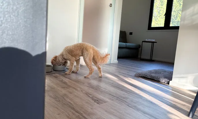 Hund frisst aus einem Napf in einer Doggia Unterkunft