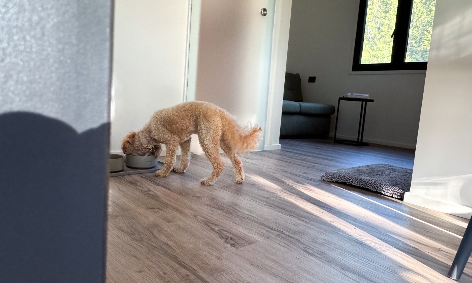 Hund frisst aus einem Napf in einer Doggia Unterkunft