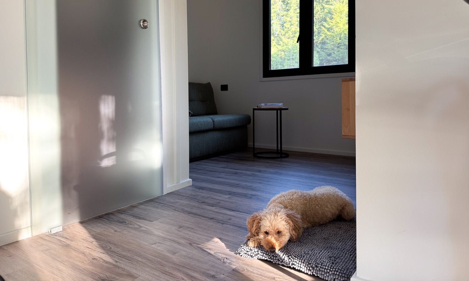 Hund liegt im Wohnbereich eines DOGGIA Tiny Houses