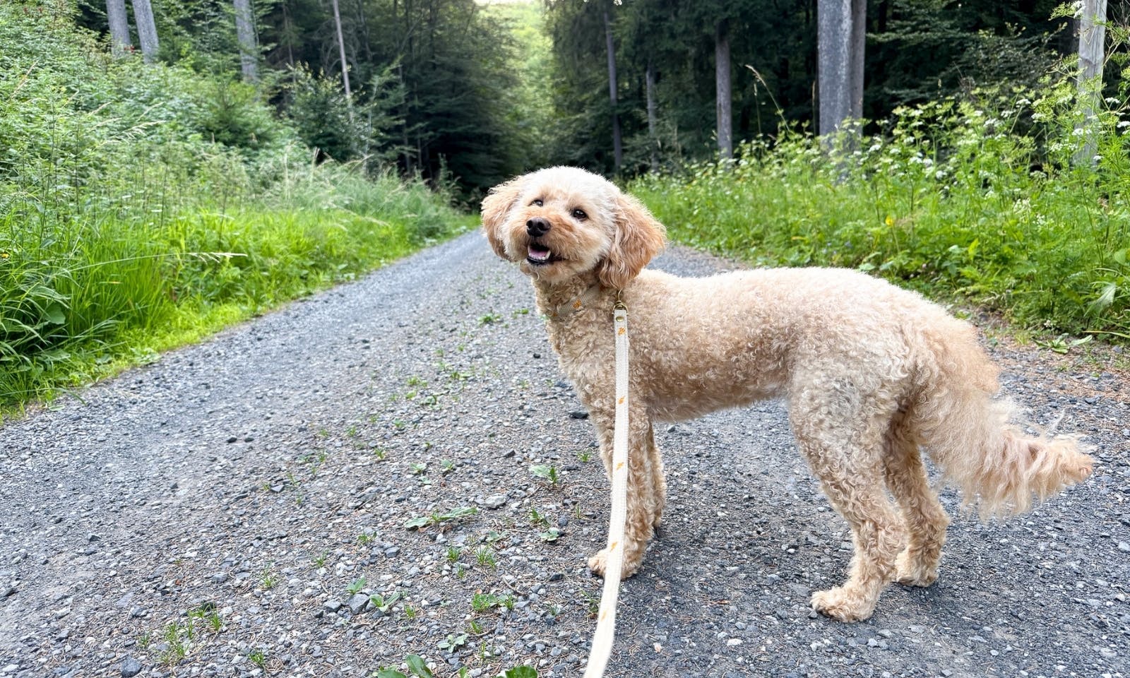 Hund auf einem Wanderweg