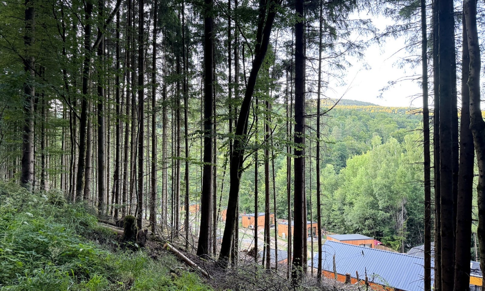 Blick von einem Wald auf die DOGGIA Tiny Houses
