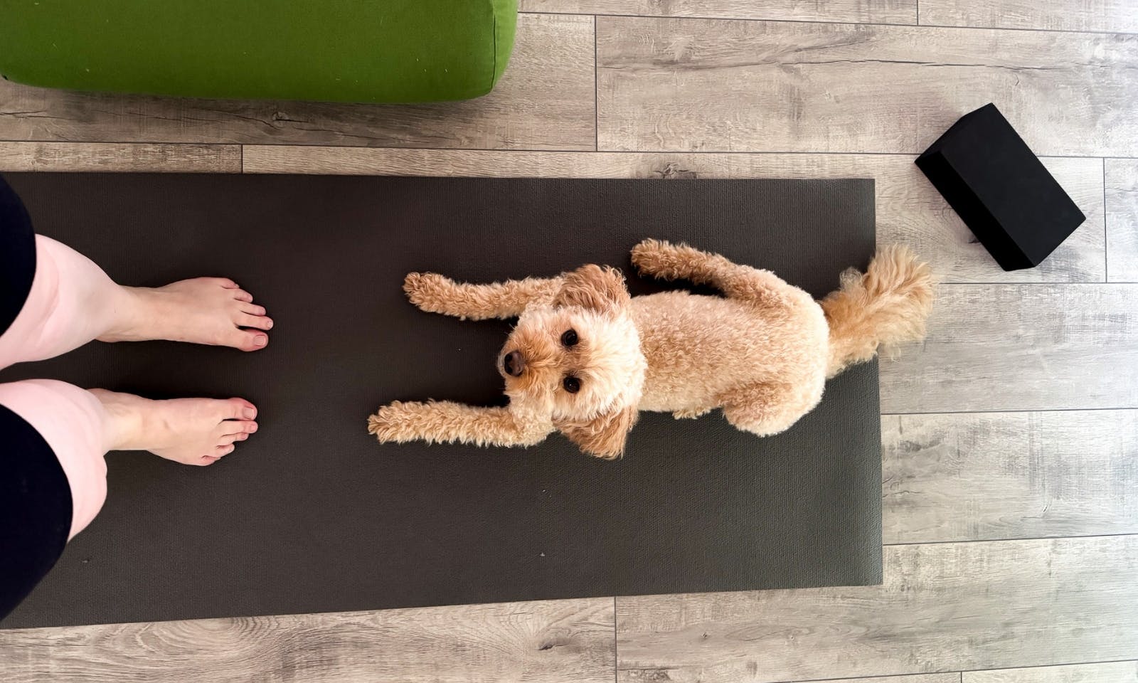 Hunde Yoga im DOGGIA