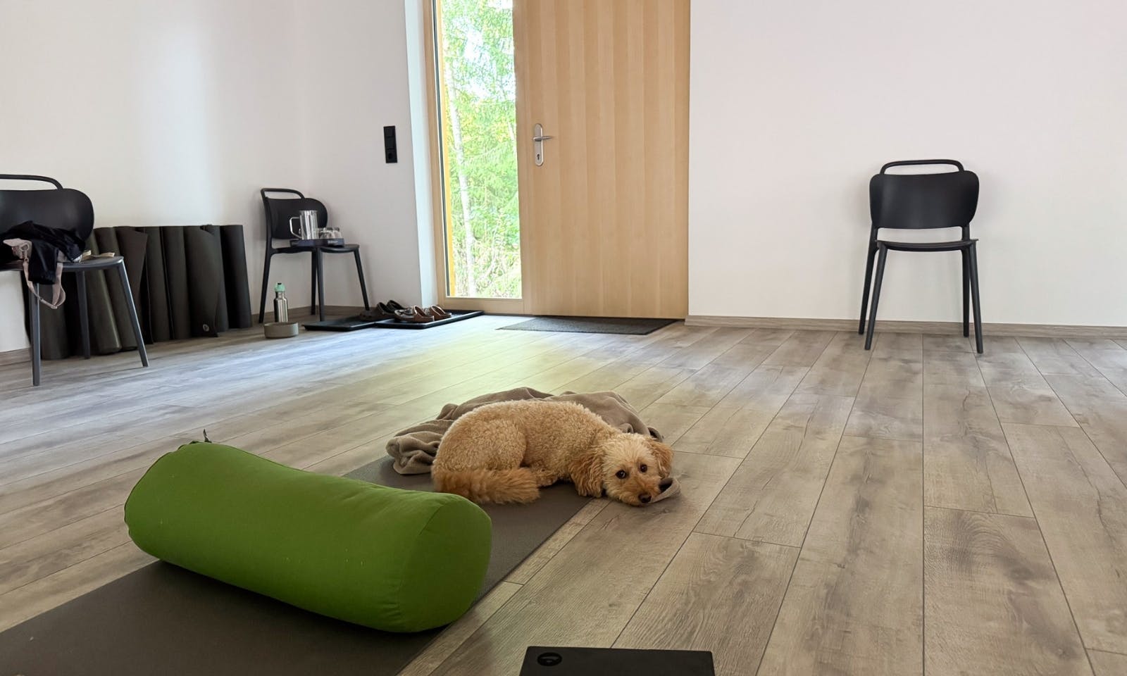 Hunde Yoga im DOGGIA