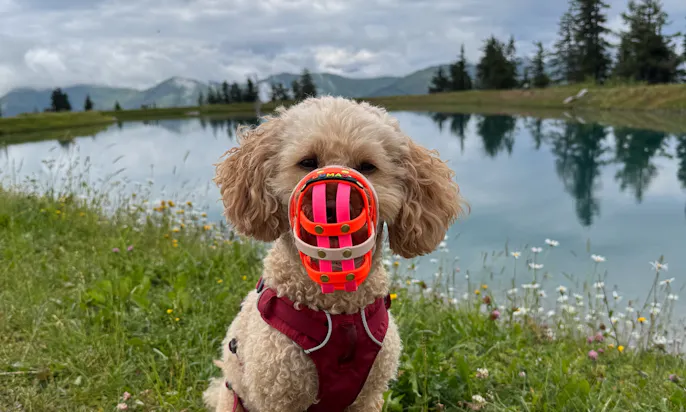 Mini Goldendoodle mit Biothane Maulkorb