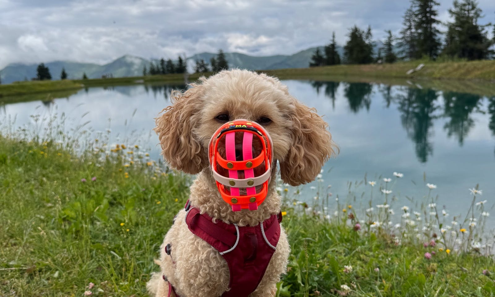 Goldendoodle mit Biothane Maulkorb