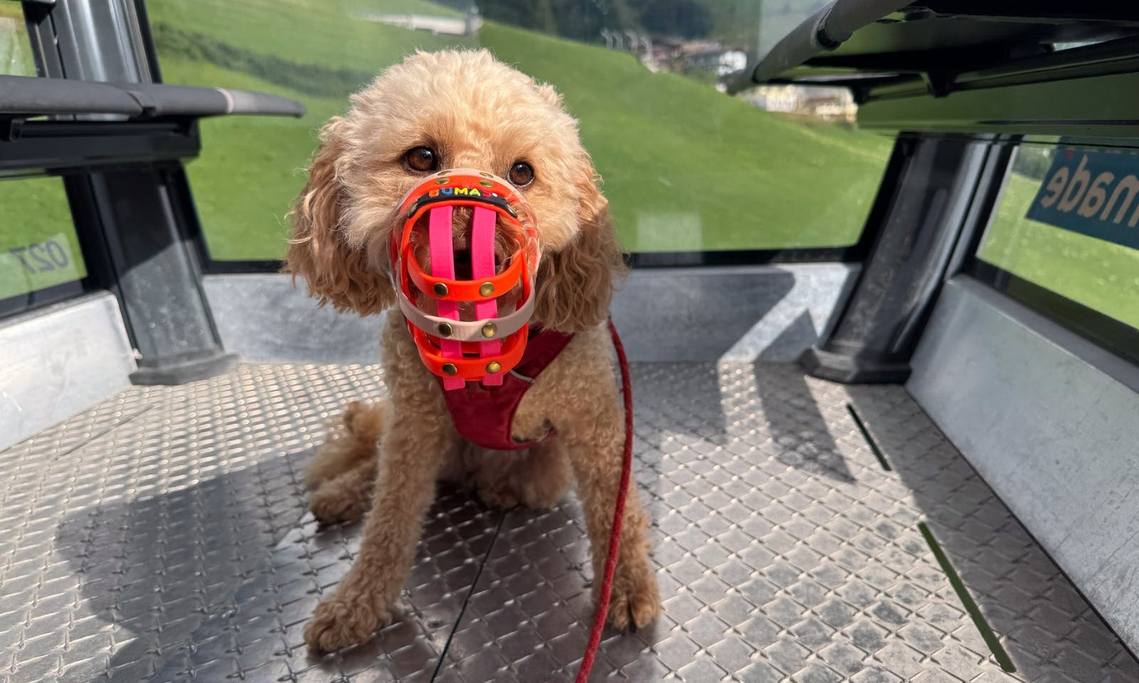 Goldendoodle mit Maulkorb in Österreich in der Gondel