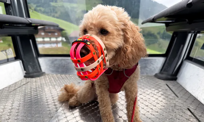 Mini Goldendoodle mit Biothane Maulkorb