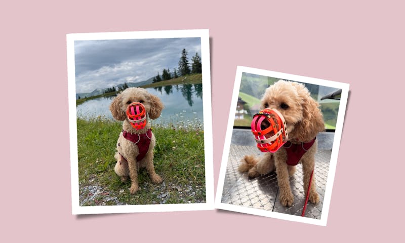 BUMAS Biothane-Maulkorb im Praxischeck