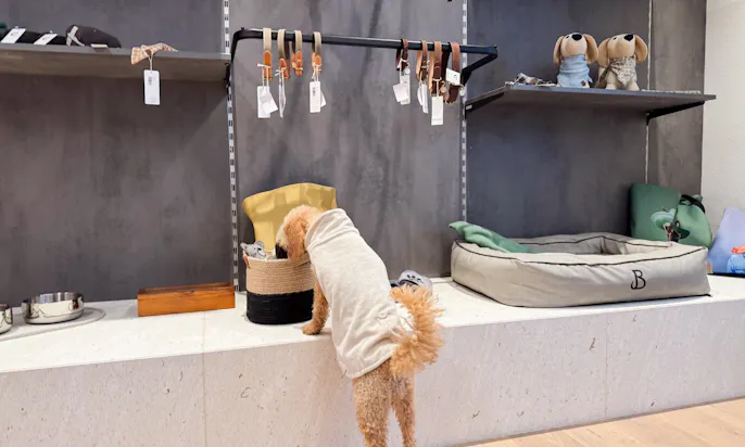 Hund im Hundeshop des Hotels Bergzeit in Österreich