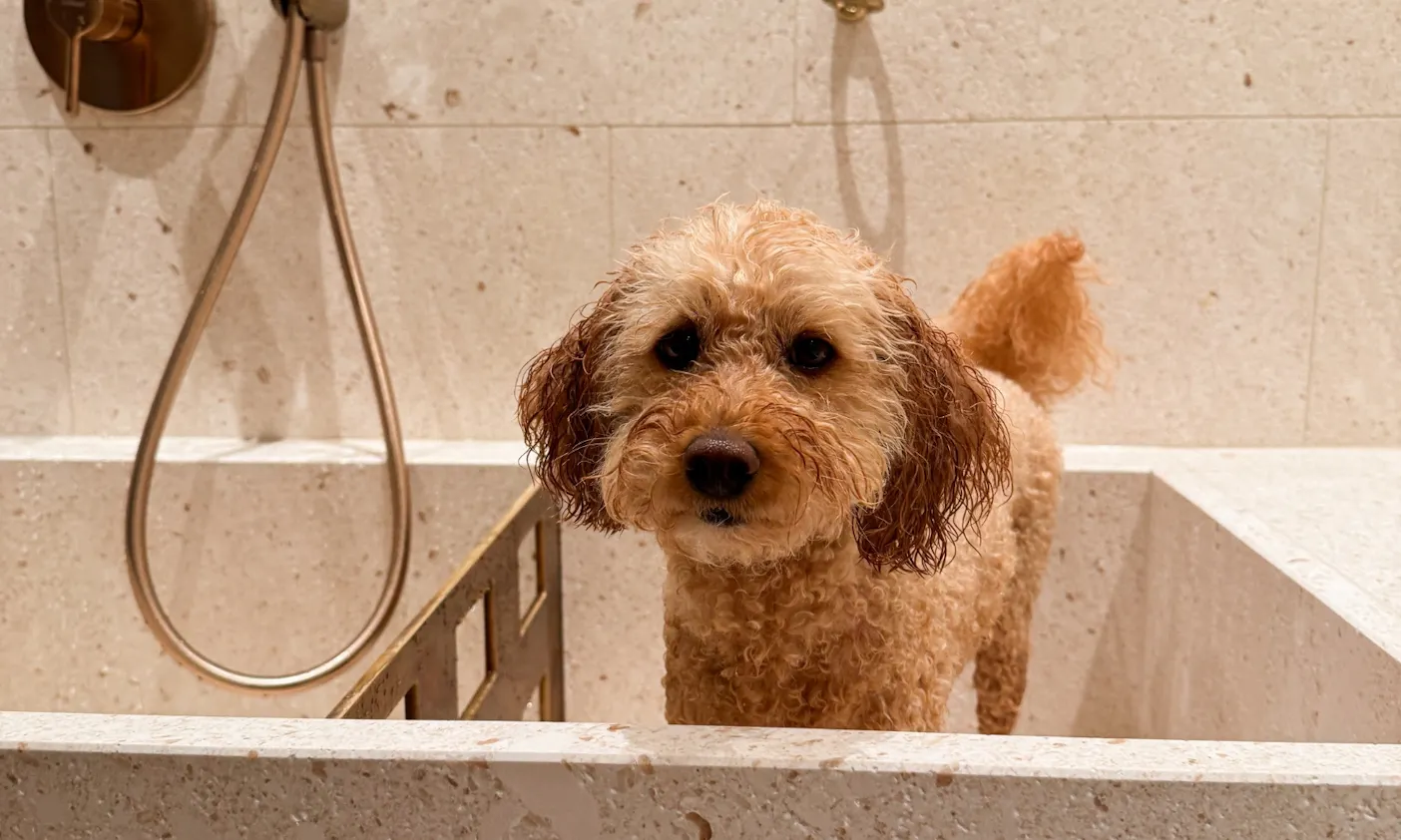 Hund im Hundespa des Bergzeit Hotels in Österreich