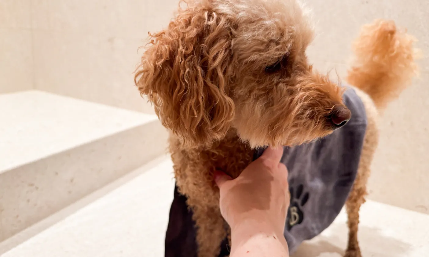 Hund, der abgetrocknet wird, im Spa des Hotels Bergzeit in Österreich