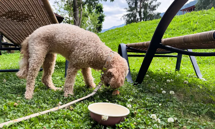 Hundemenü im Hotel Bergzeit in Österreich