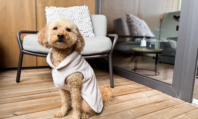 Hund mit Goldhund Bademantel im einem Zimmer des Bergzeit Hotels in Österreich