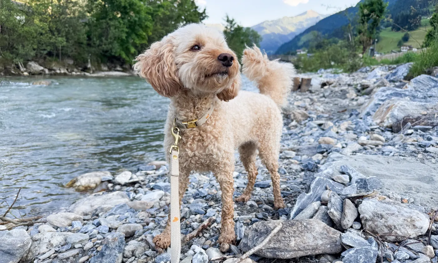 Hund vor dem Großarlbach am Bergzeit Hotel in Österreich