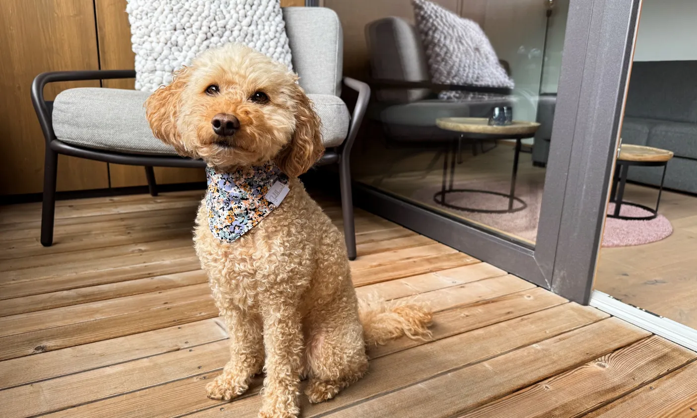 Hund mit Bandana von der Firma Goldhund in einem Zimmer des Hotels Bergzeit in Österreich