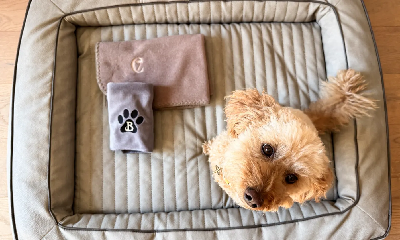 Hundebett mit Hund im Zimmer des Hotels Bergzeit in Österreich