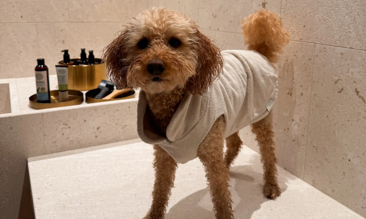 Hund mit Bademantel im Hunde-Spa des Hotels Bergzeit in Österreich