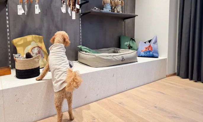 Hund im Hundeshop des Bergzeit Hotels in Österreich