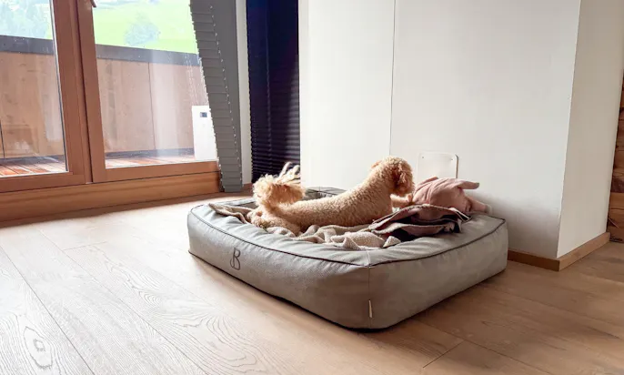 Hundekörbchen mit Hund in einem der Zimmer im Hotel Bergzeit in Österreich