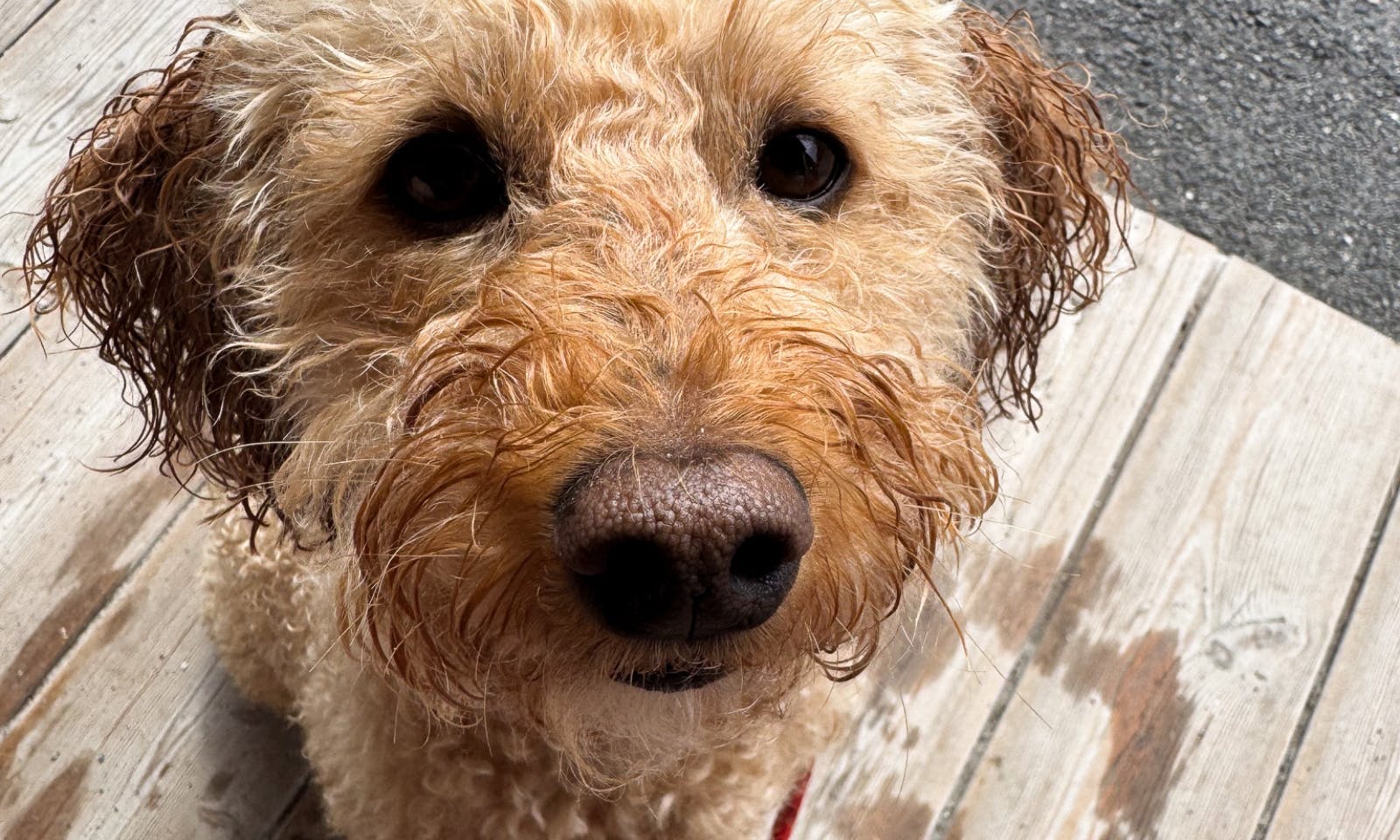 Nasser Goldendoodle auf der Wanderung im Großarltal